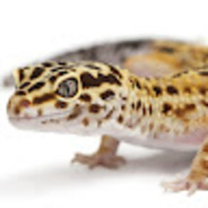 Meet your Posher, Jeremiah